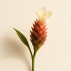 Fleur de gingembre