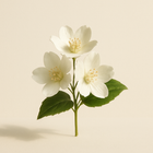 Fleurs blanches