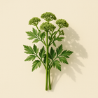 Galbanum