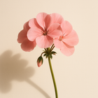 Géranium Bourbon