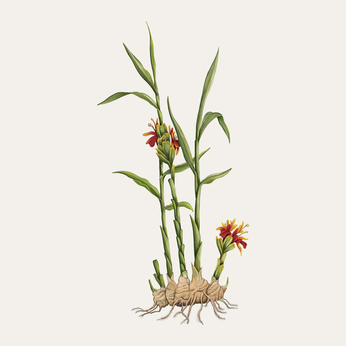 Gingembre Carrière Frères
