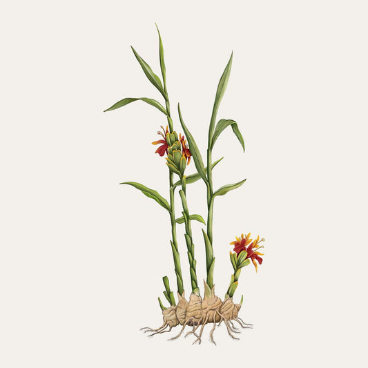 Gingembre Carrière Frères