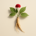 Ginseng sibérien