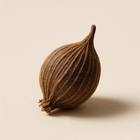 Graine d'ambrette