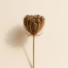 Graine de carotte