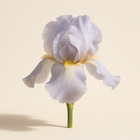 Iris de Florence