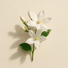 Jasmin aquatique