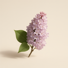 Lilas