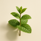 Menthe poivrée