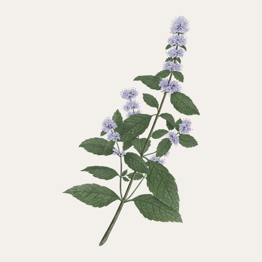 Menthe Verte Carrière Frères