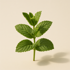 Menthe verte