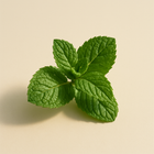 Menthe