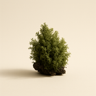Mousse d'arbre