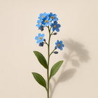 Myosotis