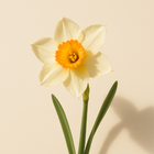 Narcisse