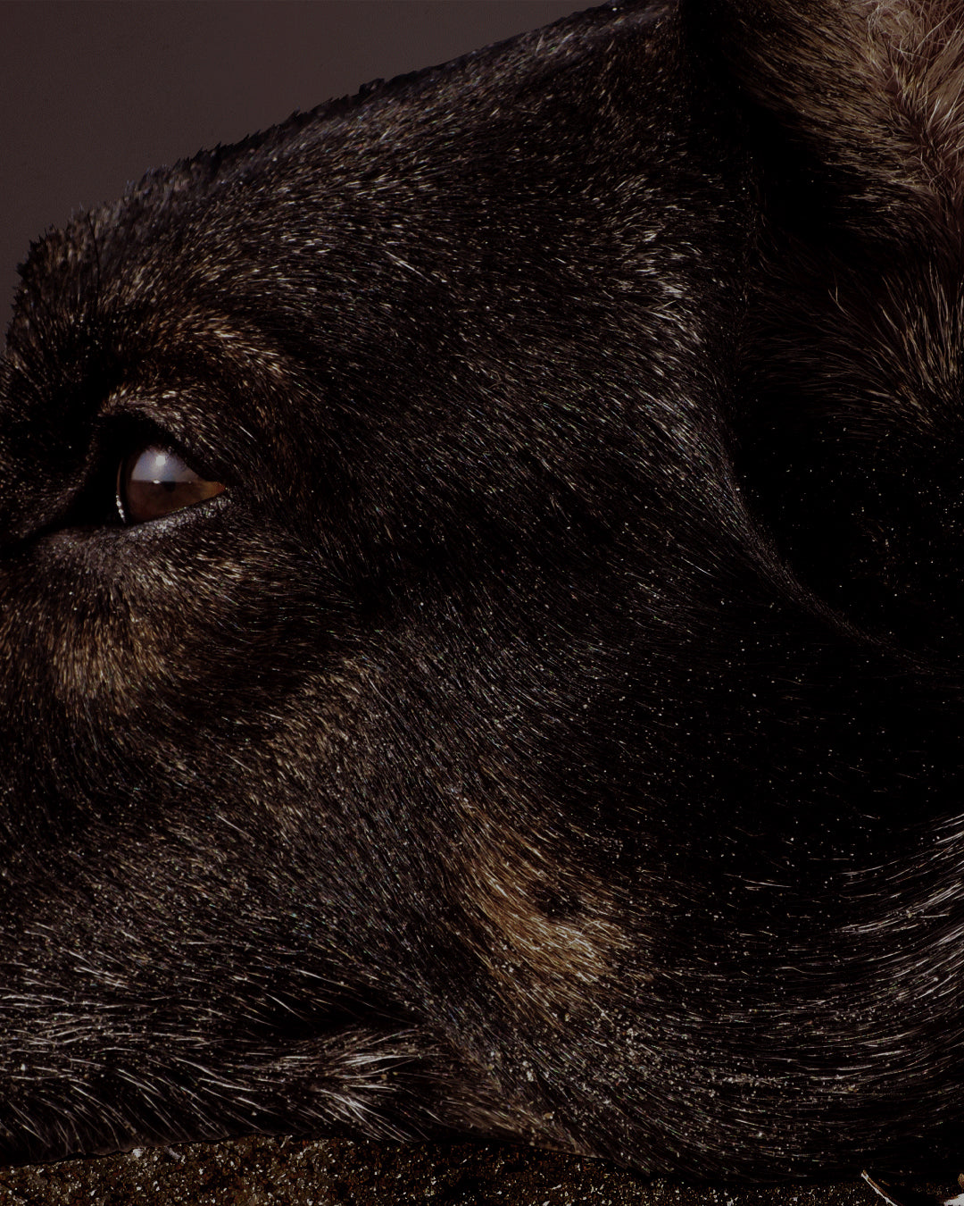 Brutus | Orto Parisi