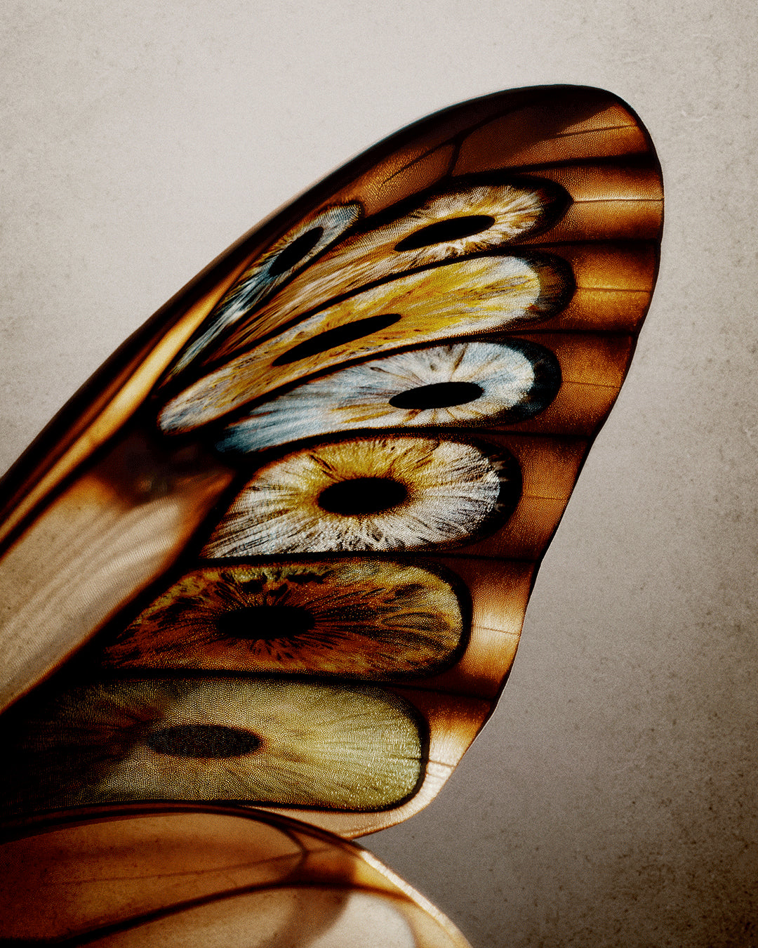 Risvelium | Orto Parisi