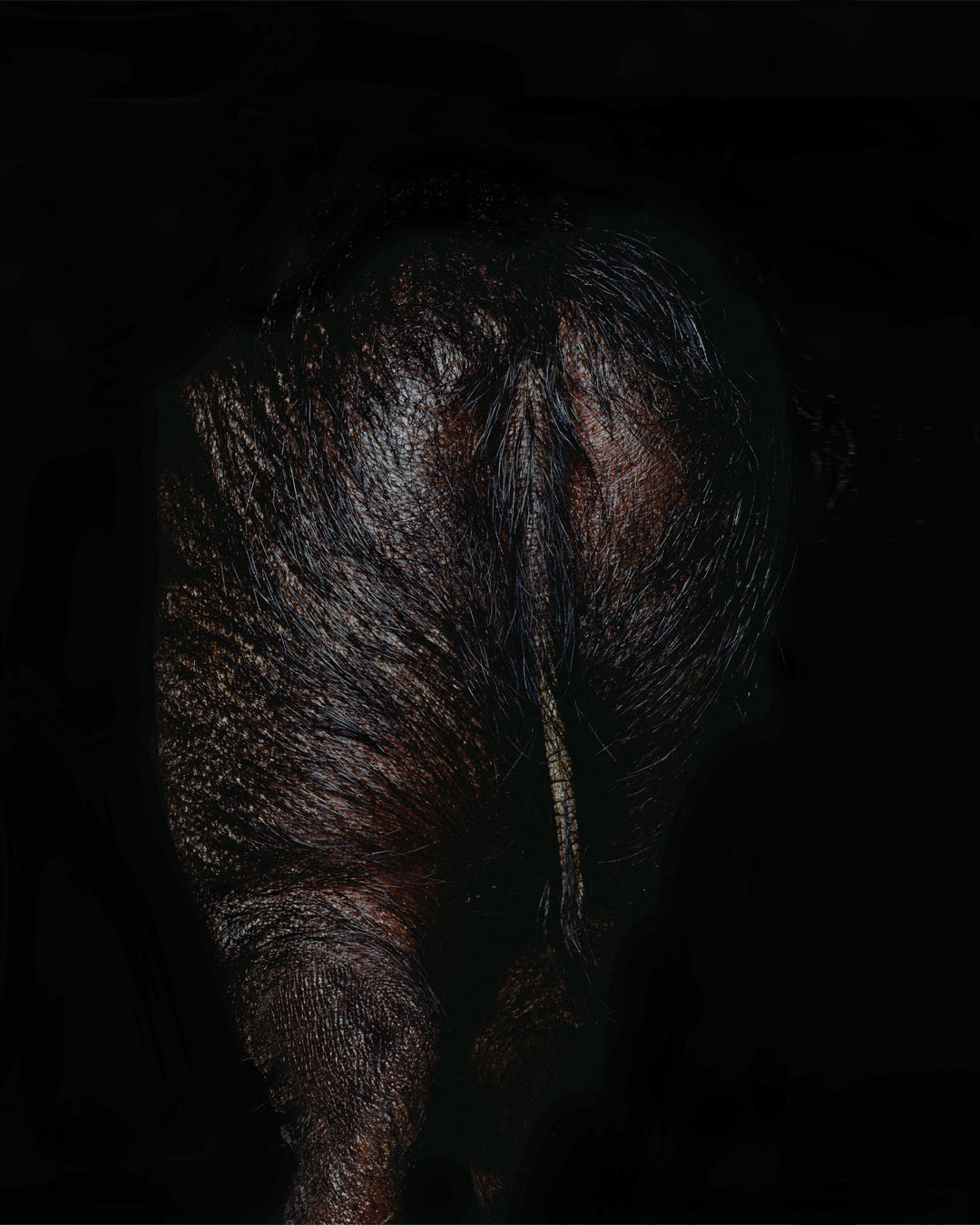 Stercus | Orto Parisi