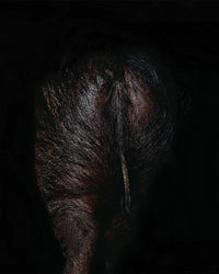 Stercus | Orto Parisi