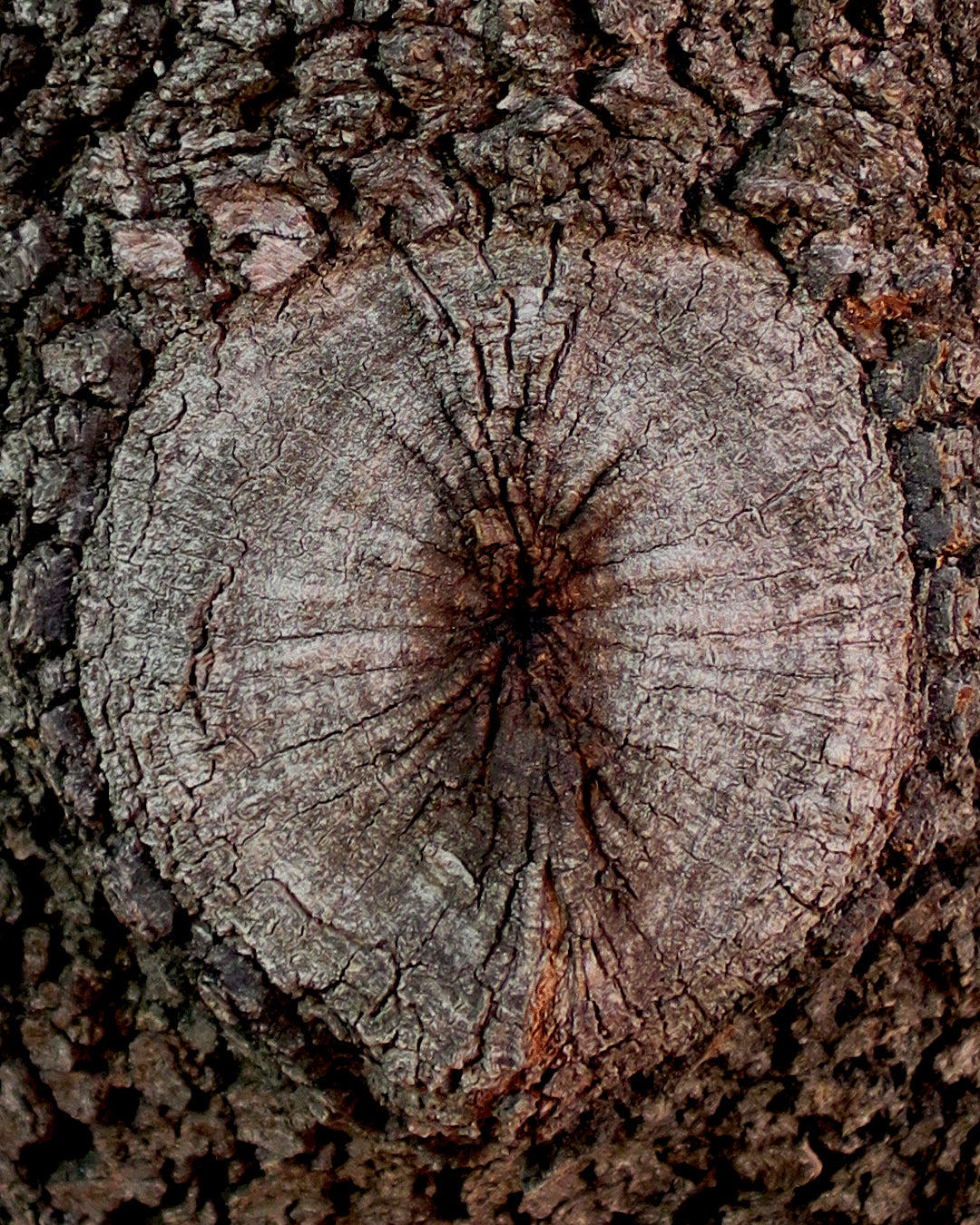 Stercus | Orto Parisi