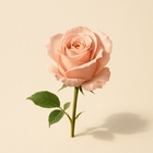 Petalia (rose)