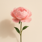 Pivoine