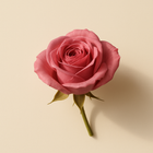 Rose absolue