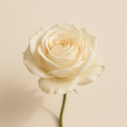 Rose blanche