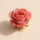 Rose d'Egypte