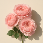 Rose de Bulgarie