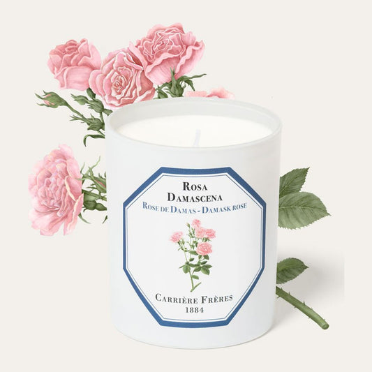 Rose de Damas Carrière Frères
