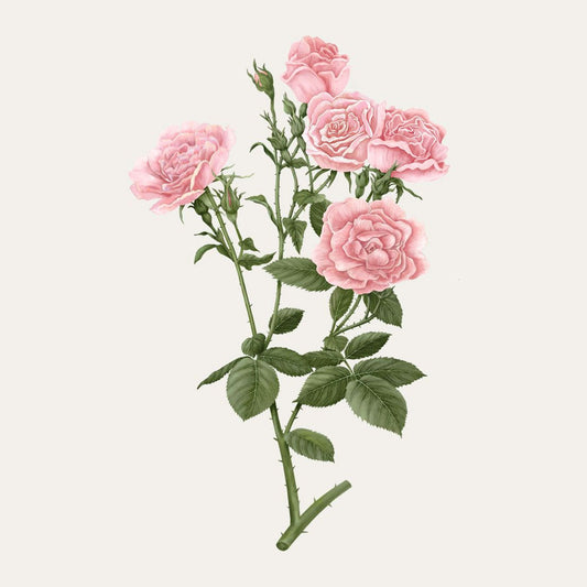 Rose de Damas Carrière Frères