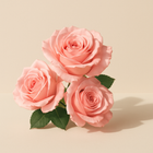 Rose de Mai