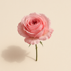 Rose de Taif