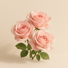 Rose de Turquie