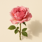 Rose du Maroc