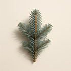 Sapin argenté