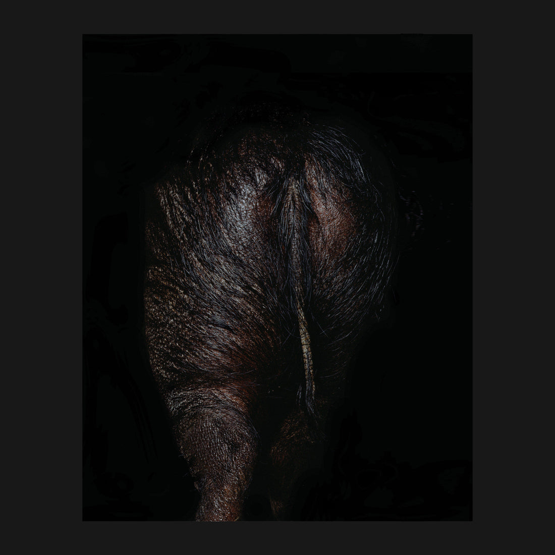 Stercus Orto Parisi