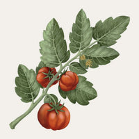 Tomate Carrière Frères