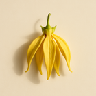 Ylang-ylang